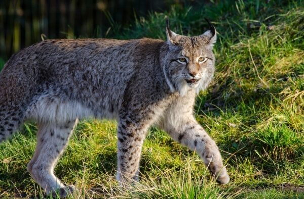 Betis: a lince-ibérico há mais tempo em liberdade encontrou um lugar para morrer