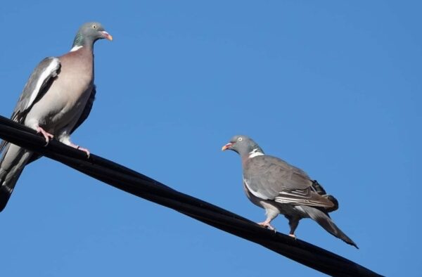 Lisboa quer acabar com os pombos. Mas sem matá-los nem capturá-los. E com respeito