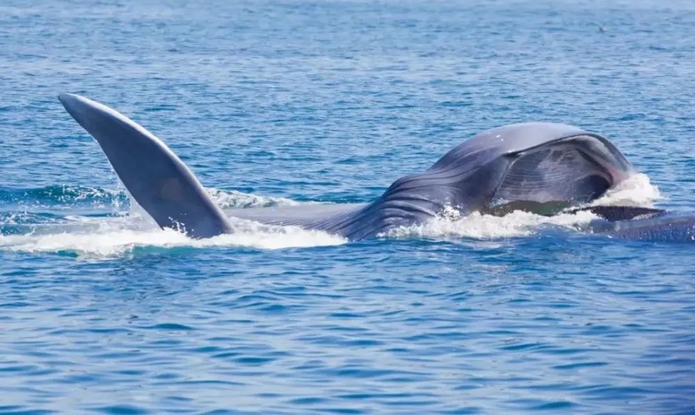 Mineração em alto-mar prejudica saúde mental das baleias-azuis, alertam cientistas