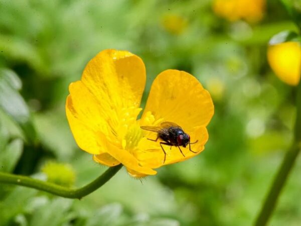 Expedição científica brasileira revela riqueza da biodiversidade do Sul do Chile