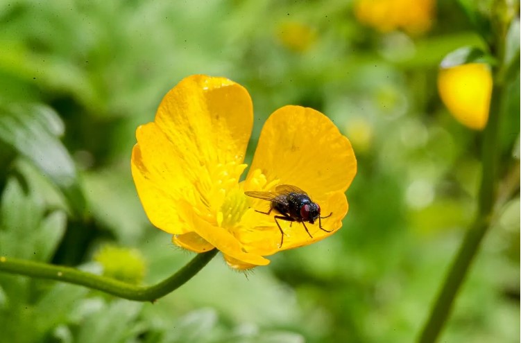 Expedição científica brasileira revela riqueza da biodiversidade do Sul do Chile