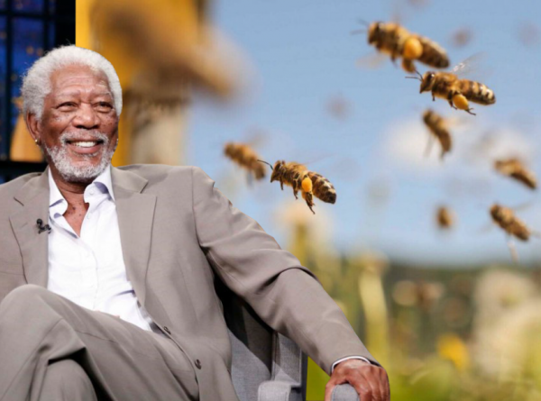 Morgan Freeman transforma sua fazenda de 120 acres em um santuário de abelhas