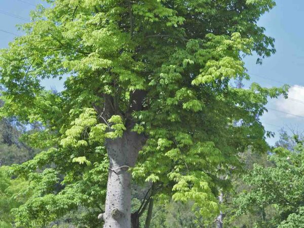 Moringa, a árvore que promete acabar com a fome no mundo