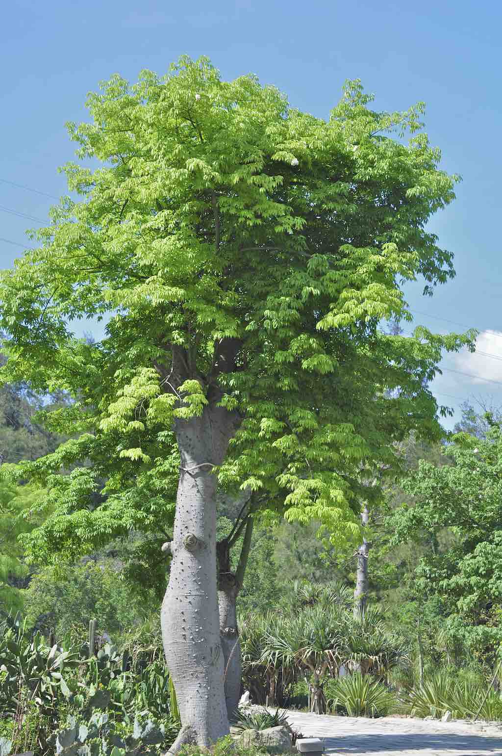 Moringa, a árvore que promete acabar com a fome no mundo
