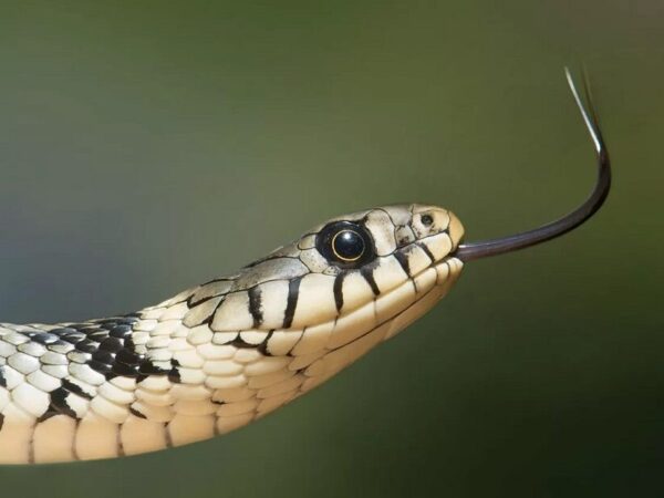 Novas espécies ‘incomuns’ de serpente são encontradas em área ameaçada do Panamá