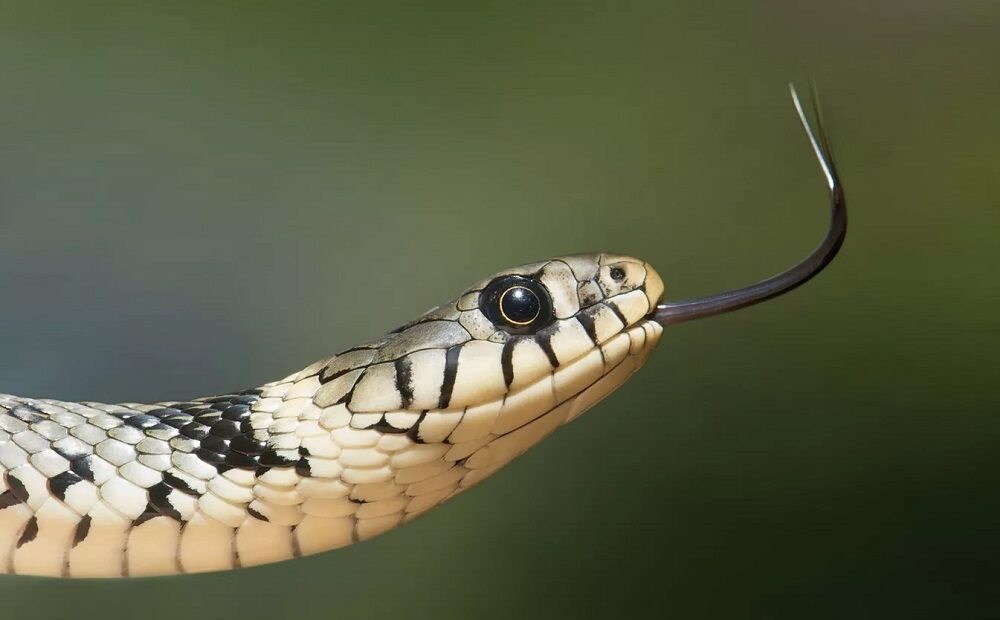 Novas espécies ‘incomuns’ de serpente são encontradas em área ameaçada do Panamá