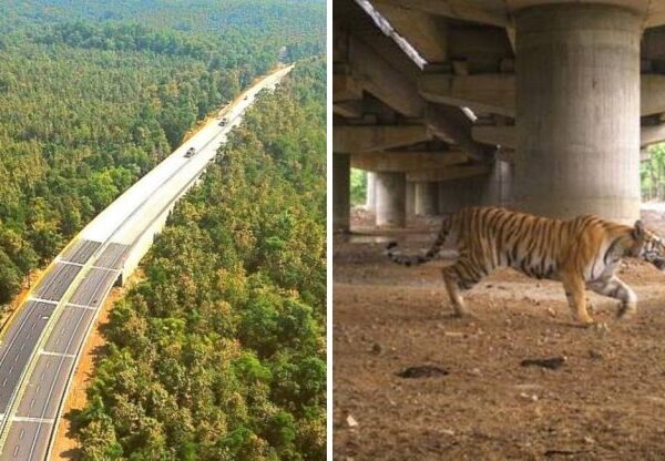 Índia constrói rodovia elevada apenas para evitar afetar a passagem de tigres