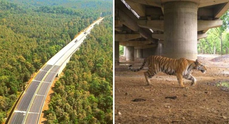 Índia constrói rodovia elevada apenas para evitar afetar a passagem de tigres