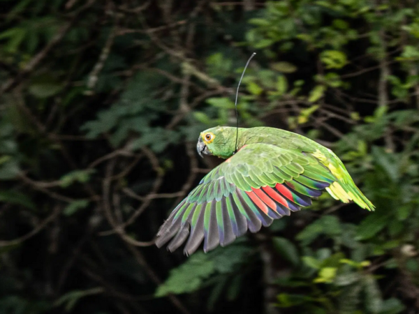 Soltura de papagaios-verdadeiros colore o céu mineiro