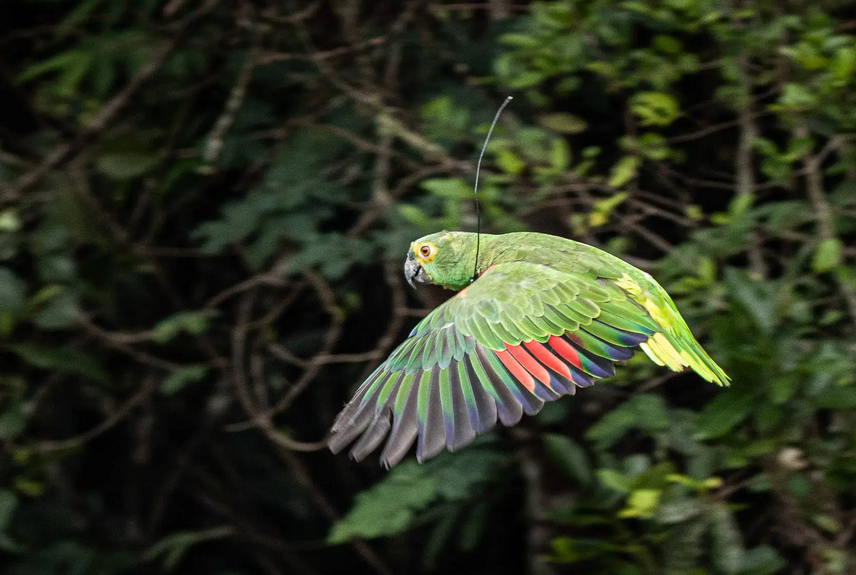 Soltura de papagaios-verdadeiros colore o céu mineiro