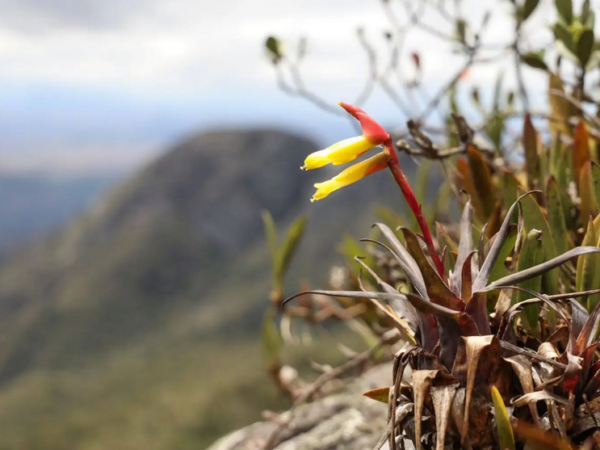 Bromélia descoberta nas montanhas mineiras impõe enigma botânico