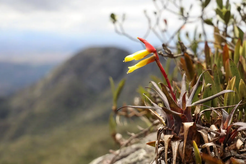Bromélia descoberta nas montanhas mineiras impõe enigma botânico