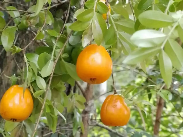 Mata Atlântica ganha duas novas espécies de árvores já ameaçadas