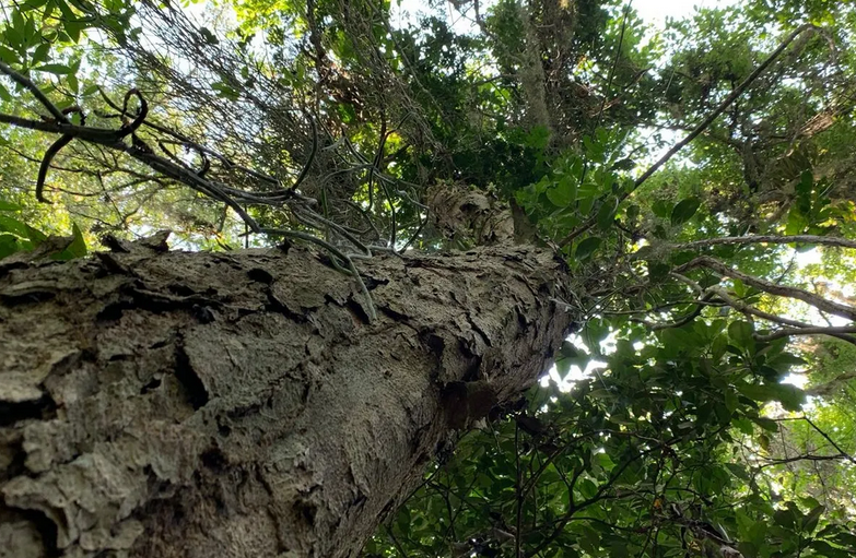 Raridade: população selvagem de pau-brasil é identificada na Trilha Transcarioca