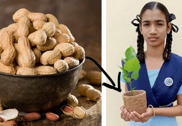 Menina de 14 anos transforma restos de amendoim em potes 100% biodegradáveis