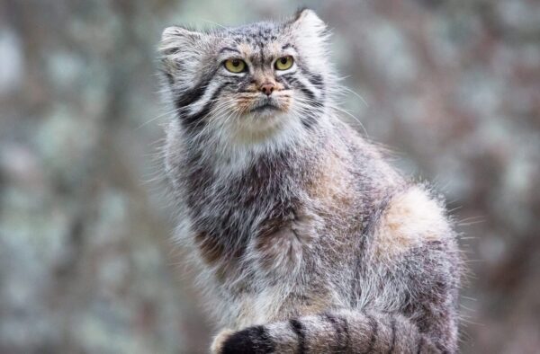 Monte Everest. Gato raro encontrado na maior montanha do mundo