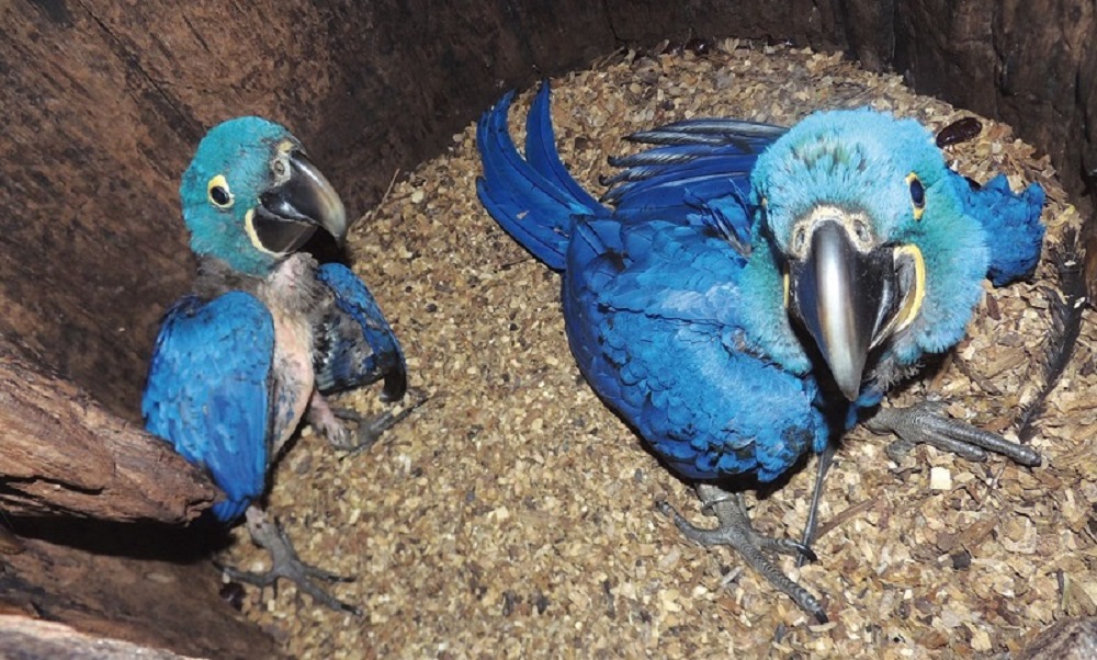 Pesquisadores brasileiros comprovam existência de araras-azuis anãs