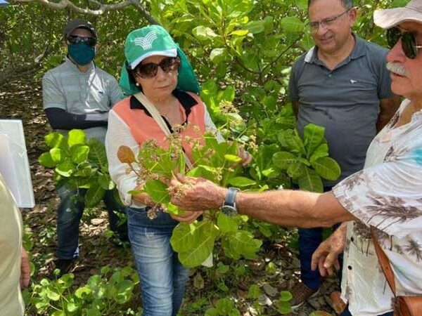 Governo da Paraíba treina produtores rurais para expansão da cultura do caju no Sertão