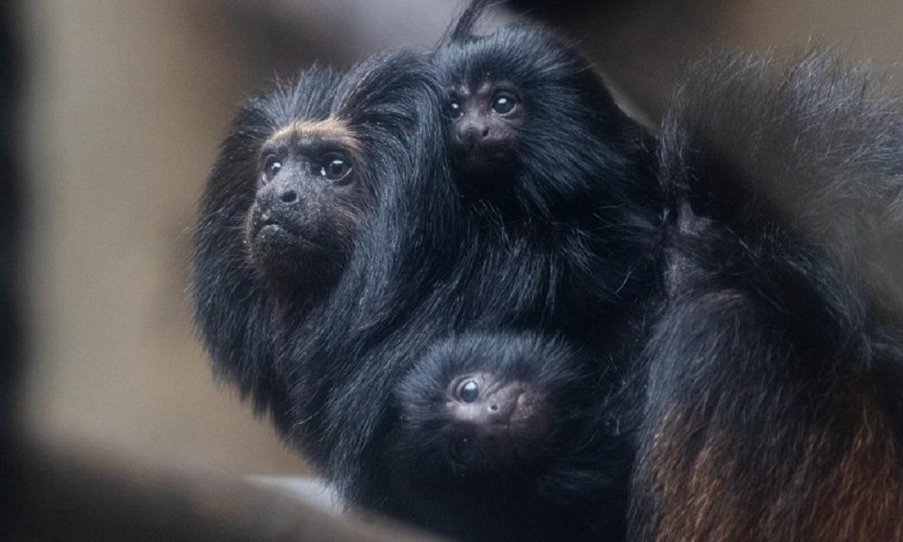 Nascem dois filhotes de mico-leão-preto no zoologico de São Paulo