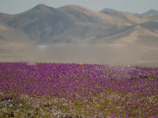 Novo parque no Atacama tem floração encantadora e semelhanças com Marte