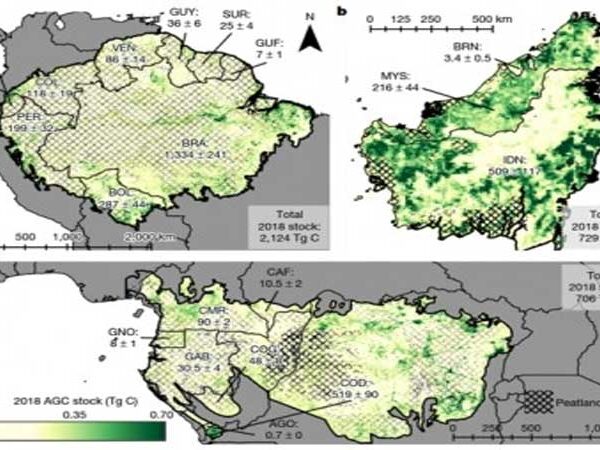 Recuperação de floresta tropical compensa 26% de emissões de carbono provocadas por desmate e degradação