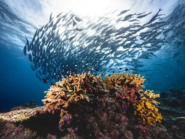 Após quase duas décadas, mundo ganha acordo histórico por proteção dos oceanos