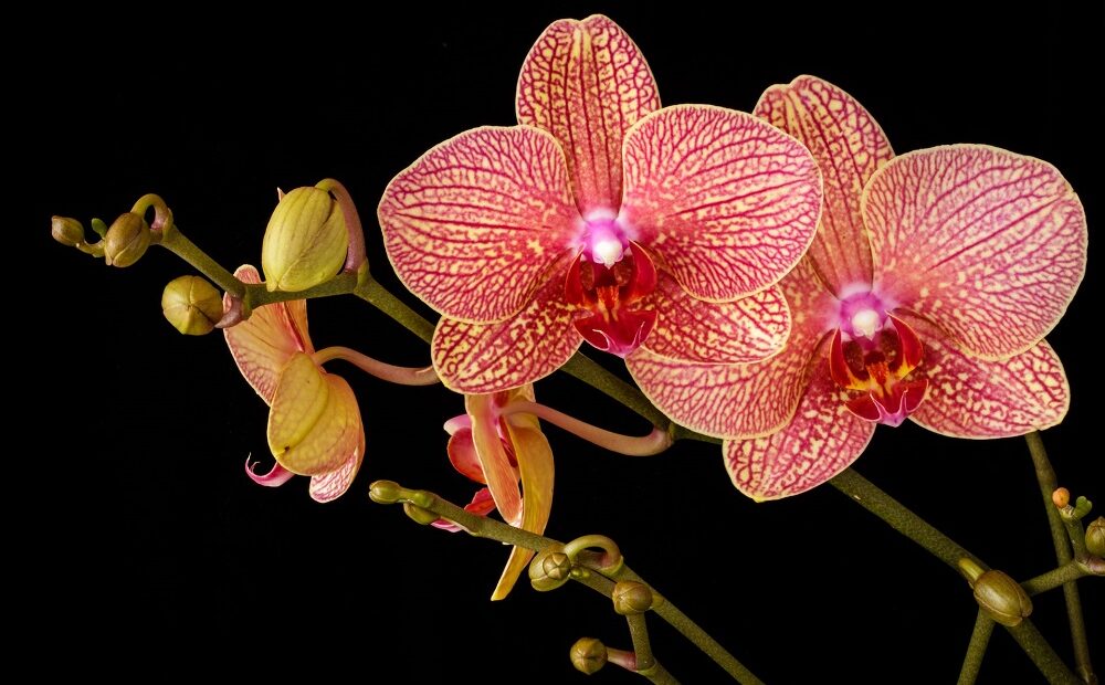Nove curiosidades sobre orquídeas que pouca gente sabe