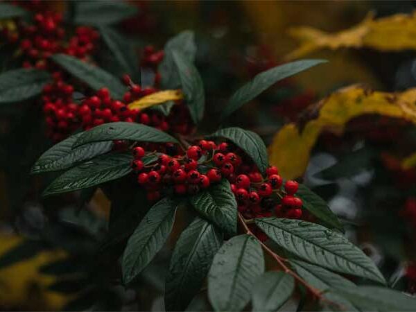 Cotoneaster franchetii: a superplanta que absorve a poluição do ar