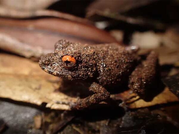 Coaxo de rã da Mata Atlântica é registrado pela 1ª vez em 160 anos