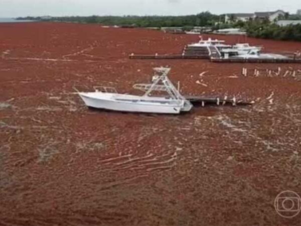 Uso de fertilizantes na Amazônia pode ter ligação com aumento de algas em praias do Caribe