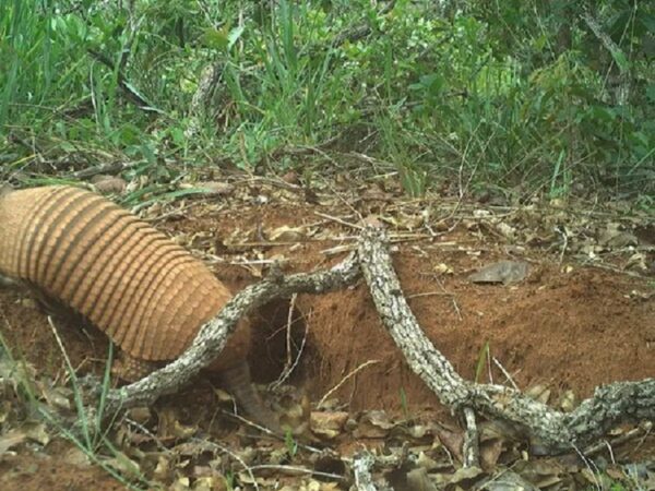 Espécie de tatu ‘enigmático’ e ‘tímido’ é encontrada no Pantanal