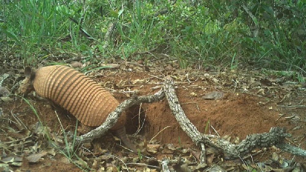 Espécie de tatu ‘enigmático’ e ‘tímido’ é encontrada no Pantanal