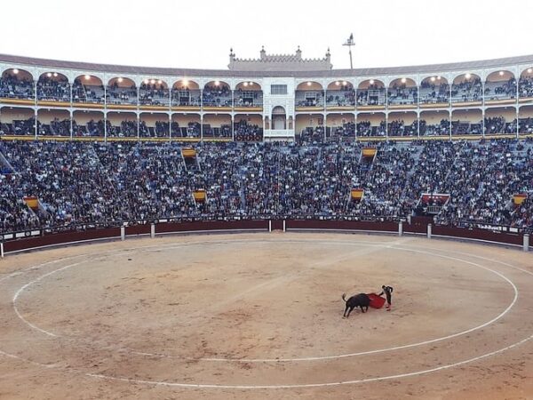 Colômbia tem o 1º santuário do mundo para touros resgatados de touradas