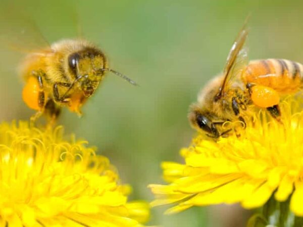 Quer salvar as abelhas? Deixe os dentes-de-leão em paz nesta primavera