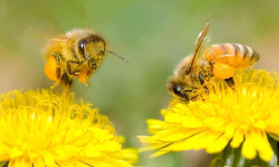 Quer salvar as abelhas? Deixe os dentes-de-leão em paz nesta primavera