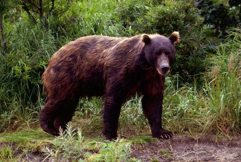 Roménia quer triplicar a quota para o abate de ursos por motivos de segurança
