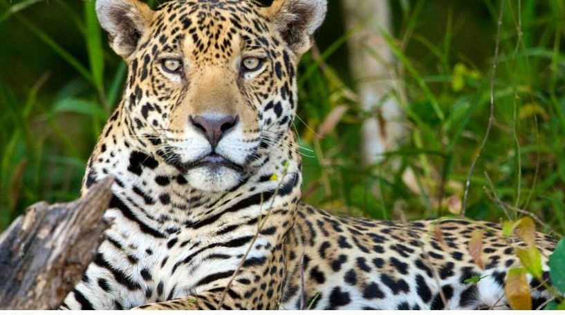 Pesquisadores identificam áreas prioritárias para a conservação da onça-pintada na Amazônia
