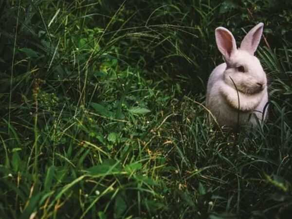 Para sobreviver às mudanças do clima, lebres-de-cauda branca podem se tornar castanhas