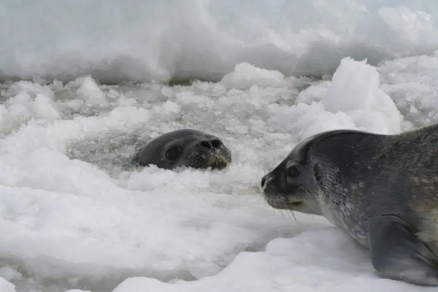 O silêncio do degelo: Redução do gelo marinho pode estar a afetar as populações de focas na Antártida