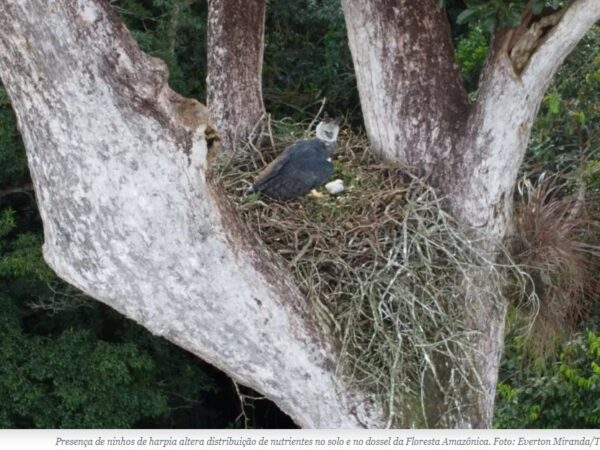 Efeito harpia: como a maior águia do mundo afeta a Floresta Amazônica