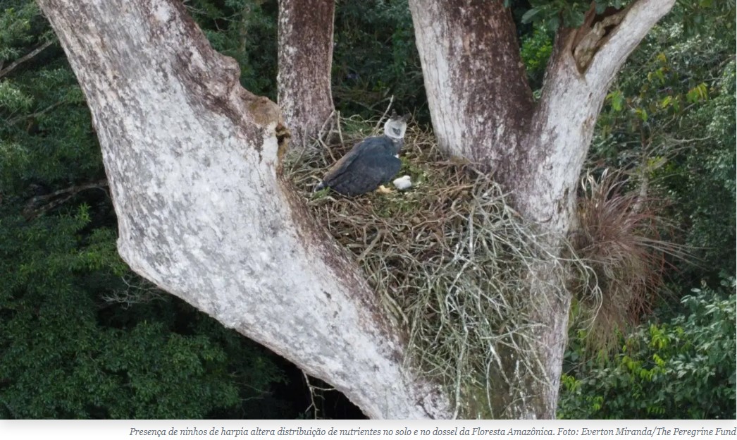 Efeito harpia: como a maior águia do mundo afeta a Floresta Amazônica