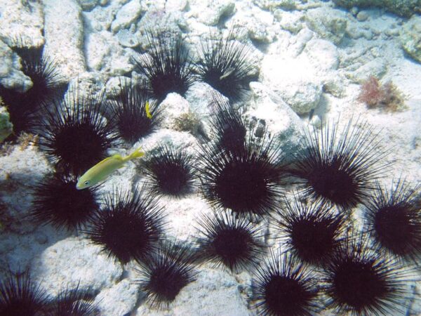 Descoberto o culpado que quase levou ao desaparecimento dos ouriços-do-mar nas Caraíbas (Caribe)