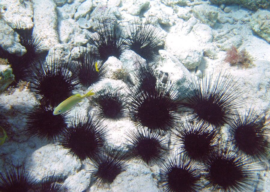 Descoberto o culpado que quase levou ao desaparecimento dos ouriços-do-mar nas Caraíbas (Caribe)