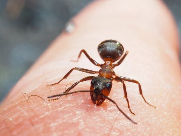 Cientistas franceses treinam formigas para detectar câncer em apenas 30 minutos