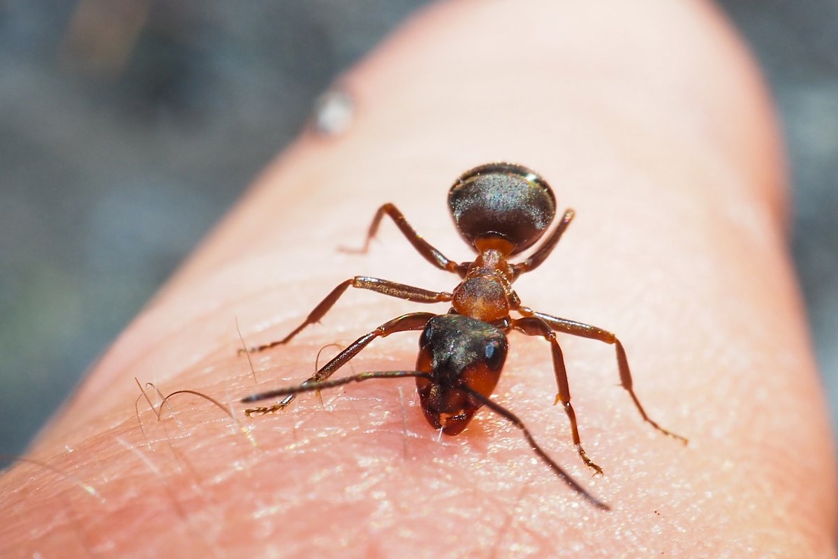 Cientistas franceses treinam formigas para detectar câncer em apenas 30 minutos