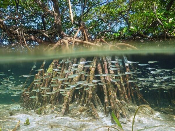 Mangues do Sudeste são mais vulneráveis às mudanças climáticas