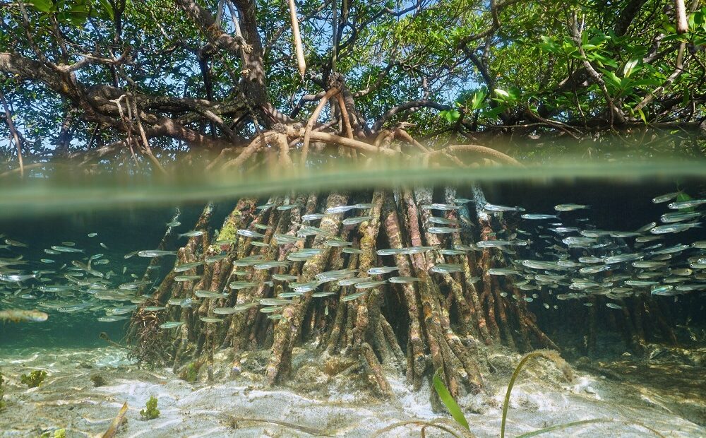 Mangues do Sudeste são mais vulneráveis às mudanças climáticas