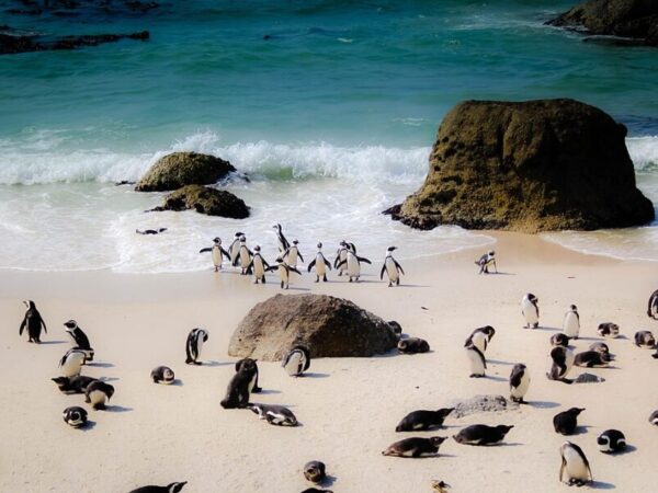 Pinguim-africano: Um ‘refugiado climático’ acossado há milénios pela subida do nível do mar