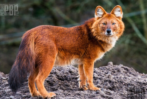 Conheça o Lobo Vermelho Asiático, Outra Bela Espécie Desaparecida do Planeta