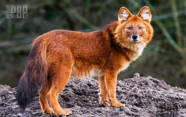 Conheça o Lobo Vermelho Asiático, Outra Bela Espécie Desaparecida do Planeta